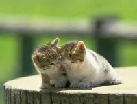 /album/pianetagatti/images6-jpg/