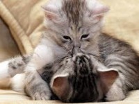 /album/pianetagatti/images7-jpg/