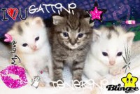 /album/pianetagatti/images10-jpg/