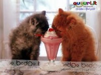 /album/pianetagatti/images15-jpg/