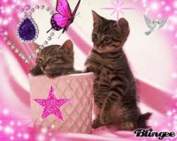 /album/pianetagatti/images16-jpg/