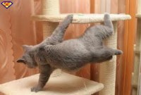 /album/pianetagatti/images18-jpg/