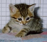 /album/pianetagatti/index4-jpg/