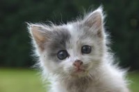 /album/pianetagatti/imagesca5j9yos-jpg/