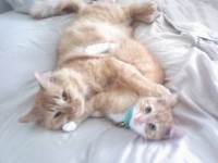 /album/pianetagatti/imagesca7k8ytf-jpg/