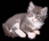 /album/pianetagatti/imagesca60lv2z-jpg/