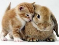 /album/pianetagatti/imagescaarov31-jpg/